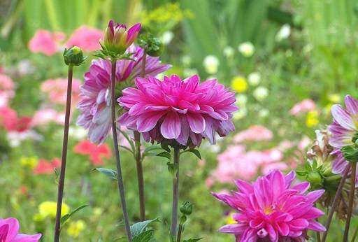 Dahlia flowers plant perennials